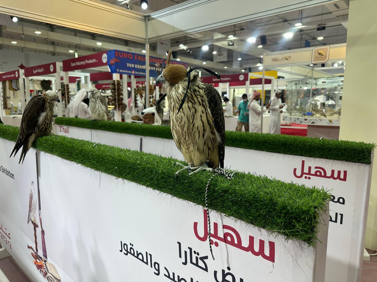 holaqatar92's tweet photo. Comienza S'hail 2025
Del 10 al 14 de septiembre, Katara Cultural Village será el escenario de la novena edición del Festival
Internacional de Caza y Halcones https://t.co/VhbDCksNXr