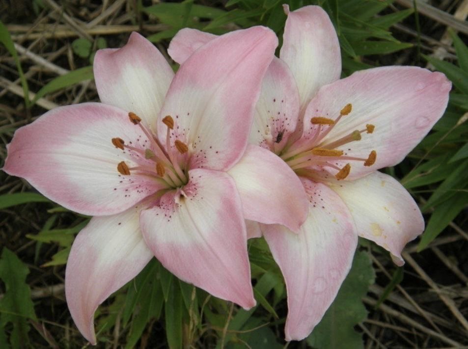 inreuo's tweet image. 