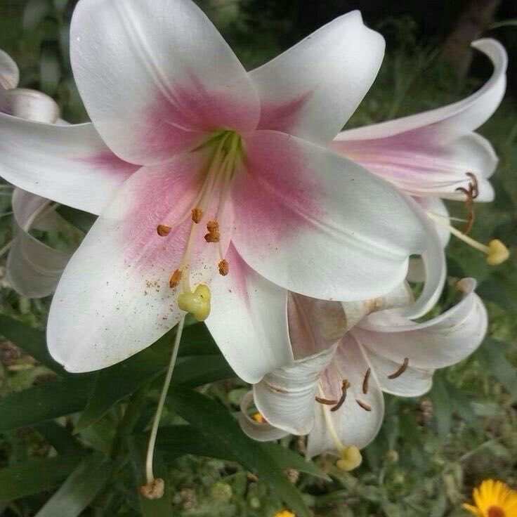 inreuo's tweet image. 