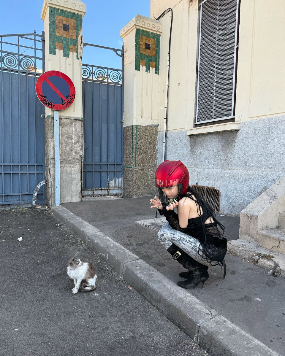 cat n cat
