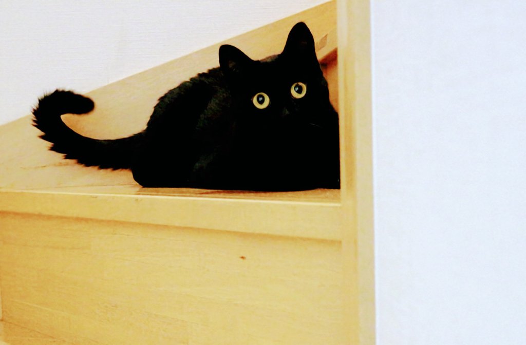 おかあさん♥️いっしょに
あそぶにゃ🐈‍⬛😀