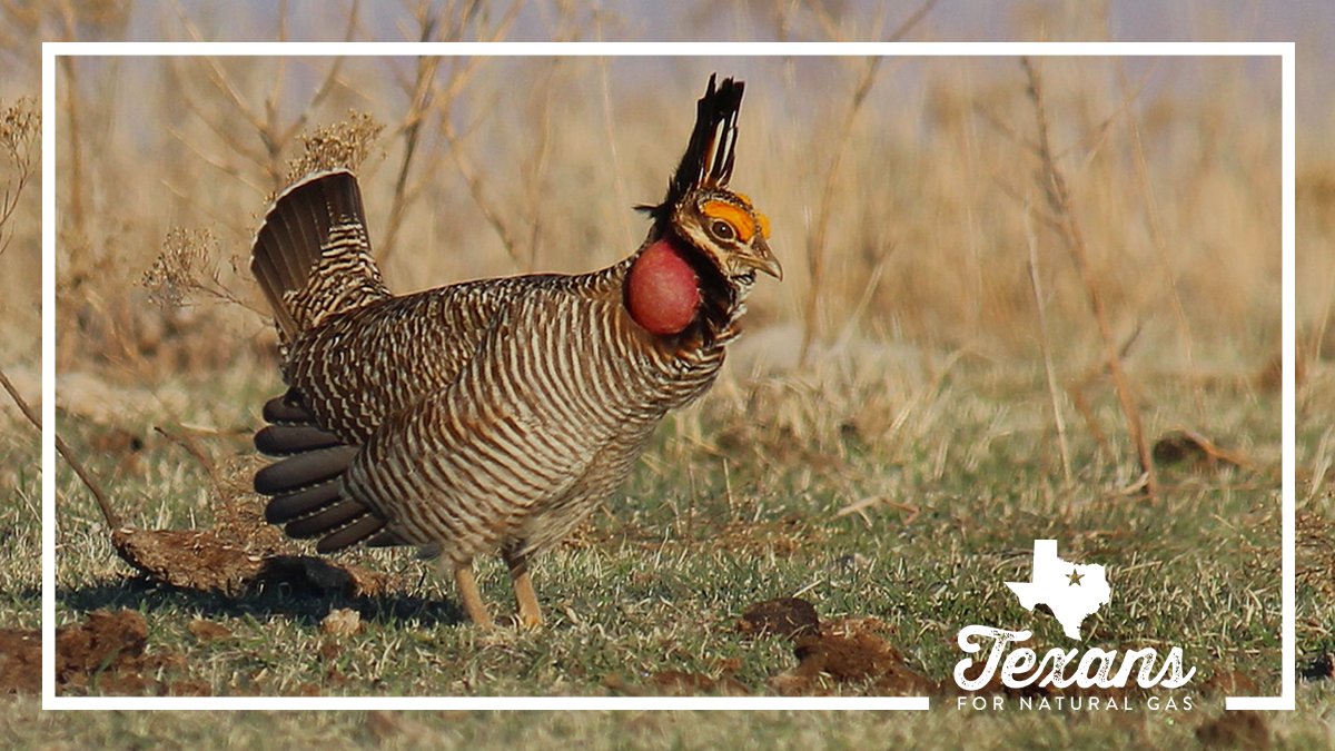 Stewardship and energy growth go hand in hand.

The court ruling vacating lesser prairie chicken protections highlights how TX landowners and #oilandgas operators have safeguarded the species without federal overreach. texansfornaturalgas.com/texas_operator…