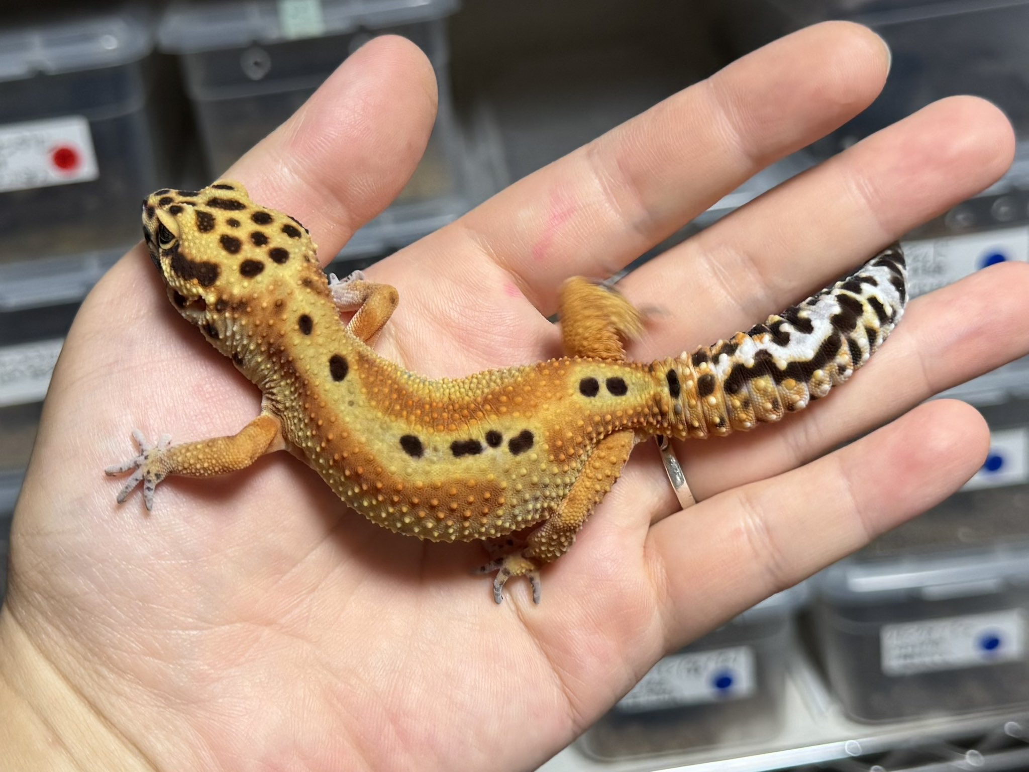 【たけとら】 Amazon | 竹虎 【腰サポーター】 ランバック ブラック Lサイズ