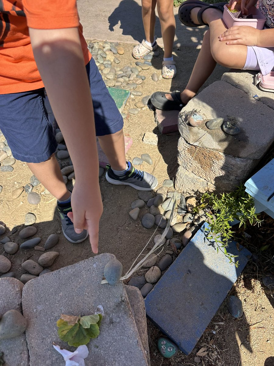 DirectoraDanya's tweet photo. Our Grade 3/4 students transformed the school garden into a whimsical fairy wonderland yesterday! Tiny houses, secret paths, bridges and endless imagination at work! Creative play fosters teamwork &amp; friendships. ✨🌸@BostoniaGlobal @CajonValleyUSD @NerelWinter @VanessaN_Rocha https://t.co/9UTaP2tCYN