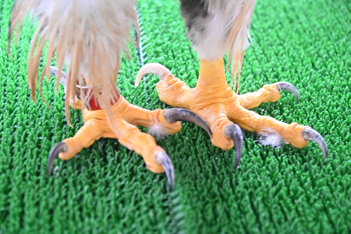 わのおじページ イーシザイ・マーケット / FSX 使い捨て 紙おしぼり HAND＆BODY L 超