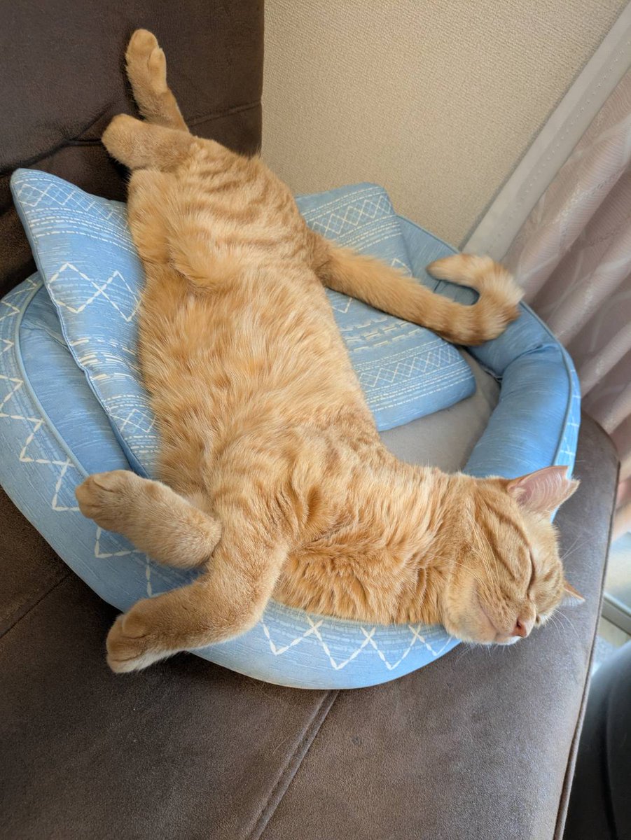 俺が仕事に行ってる時はこんなリラックスしてるらしい...