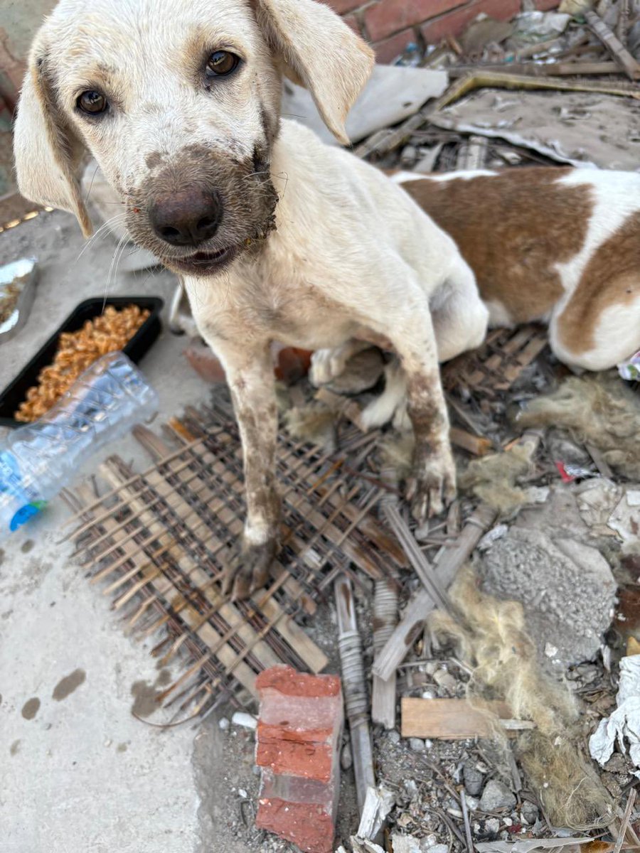 دول كلاب بضع لهم اكل عند شغلي حد يعرف الاصابه دي ايه واعمل اي هو خده في زي عضه او اصابه مش باين؟