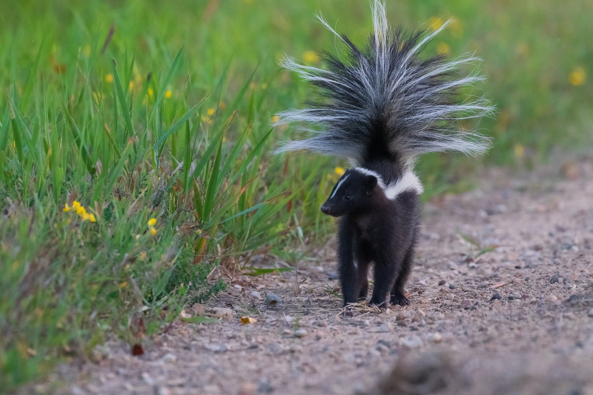 USFWS's tweet photo. Look at this little stinker! 🤩

Even though striped skunks are widely distributed, they're rarely seen because they're most active at night. You're more likely to see them in the daylight in the fall and spring.

📷 Mike Budd/USFWS https://t.co/Vp6UQFLwbb
