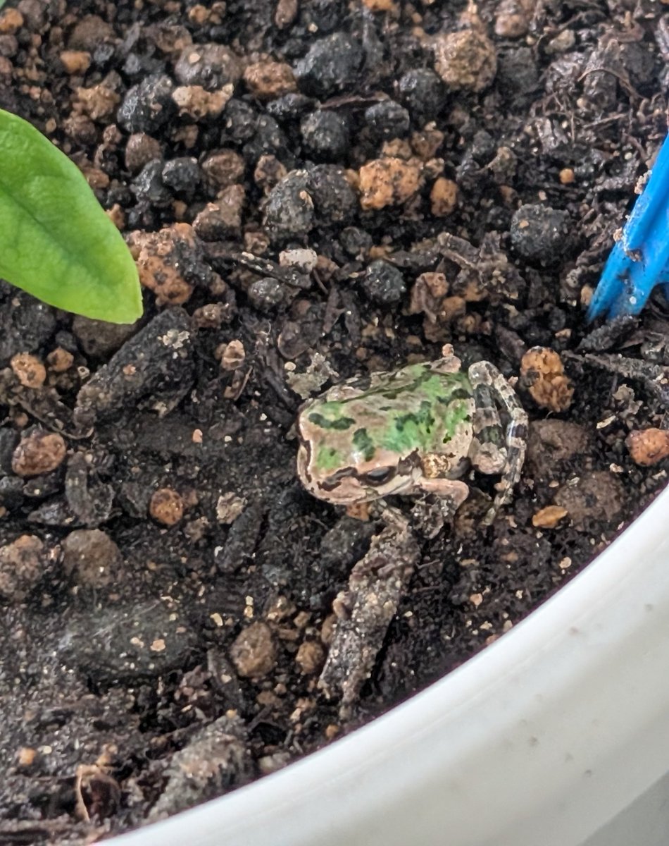 erurinko1's tweet photo. このカエル、もう丸２ヶ月以上このキンカンの鉢に住んでる。30cm横に行けば夜以外ならいつでも外出れるのにずっといるんだよね。痩せたりしてないから何かしら食べてるぽい。水やりすると鉢から降りるけどすぐ戻ってくる。よっぽどここが気に入ってるみたい😊 https://t.co/m1W5JTVcbl