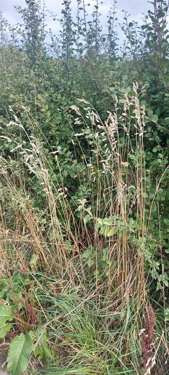 #WednesdayWander

A brisk lunchtime walk.🚶🏼‍♀️My therapy! 😊

Loving the moody sky and l👀king fwd to the rain!