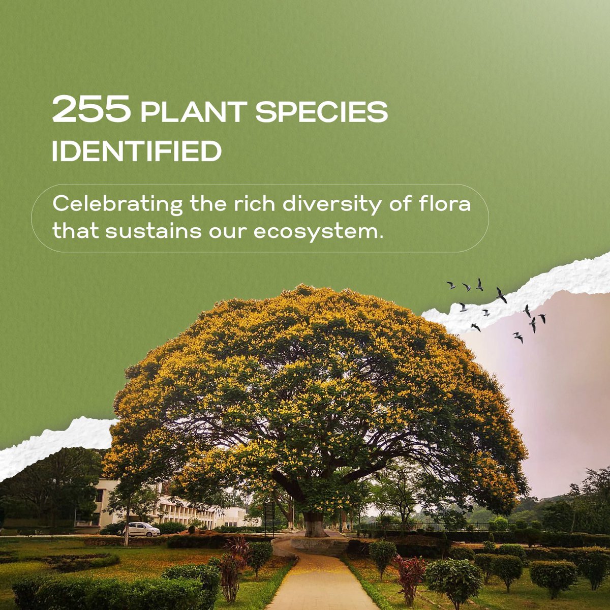 BITMesra_Ranchi's tweet photo. From rare trees to diverse birdlife, #BITMesra is more than an academic hub — it’s a thriving biodiversity hotspot.  Sustainability isn’t just a choice here, it’s a way of life.

(1/2)
#SustainableCampus #GreenBIT https://t.co/O4DKL3WxsX
