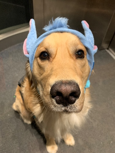 I just received a contribution towards Tomoes Medical Expenses from A SPECIAL CUTIE via Throne. Thank you!  #Wishlist #Throne