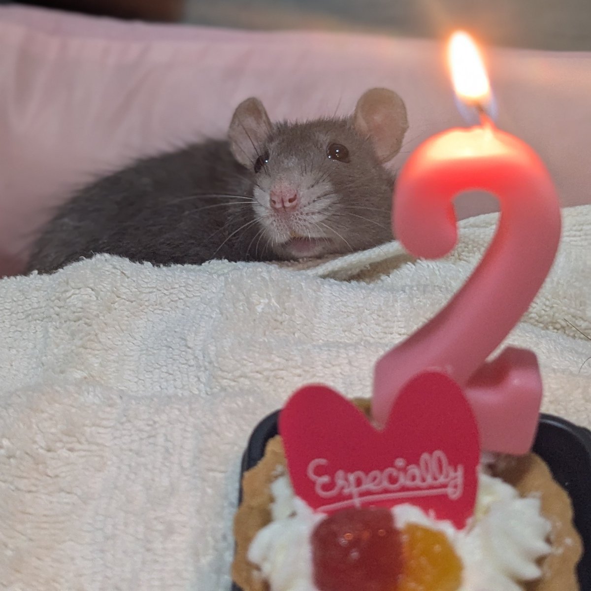 kaiyo様専用ページヤワゲネズミss12匹マウスL20匹ラットsM13オマケ付