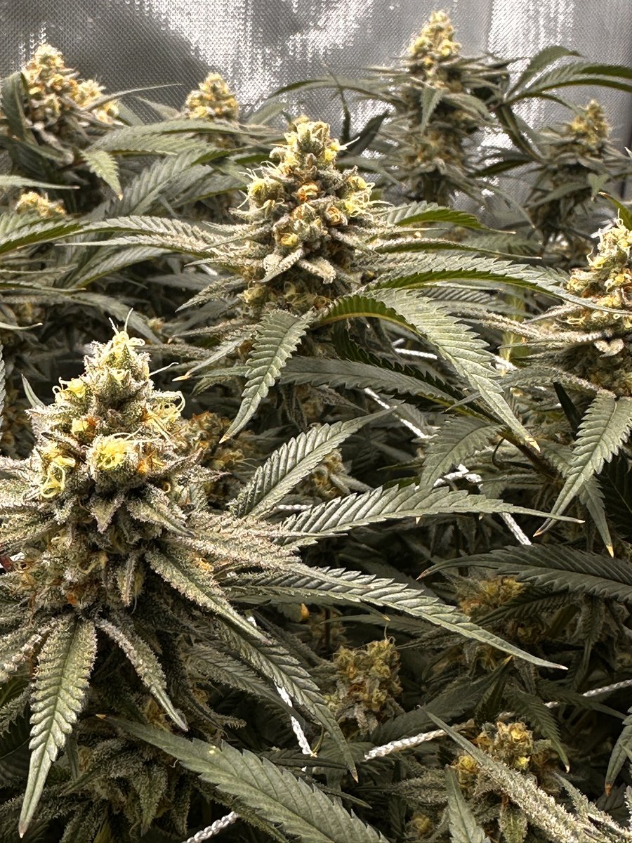 Day 50 flower 🌹 very mild terp profile definitely not a keeper for me . Nice plant tho very easy to grow. Next up is some <a href="/koma_grows/">komathegrower</a> gear need some gas in the tent