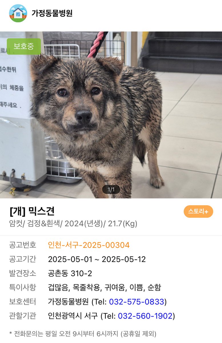 __butlotusroot's tweet photo. 🏡입양처를 찾아요
[여아/1-2살 추정]
시보호소에 있는 아이로 현재 안락사 2순위라고 합니다..ㅠㅠ
곰 같기도 하고 너구리 같기도 한, 너무 귀여운 아이예요🐻
덩치가 쪼금 크지만 딱 봐도 순둥순둥 하지 않나요?
억울상 백두를 활짝 웃게 해줄 가족을 찾습니다!❤️‍🔥❤️‍🔥 https://t.co/pUmgv82pil