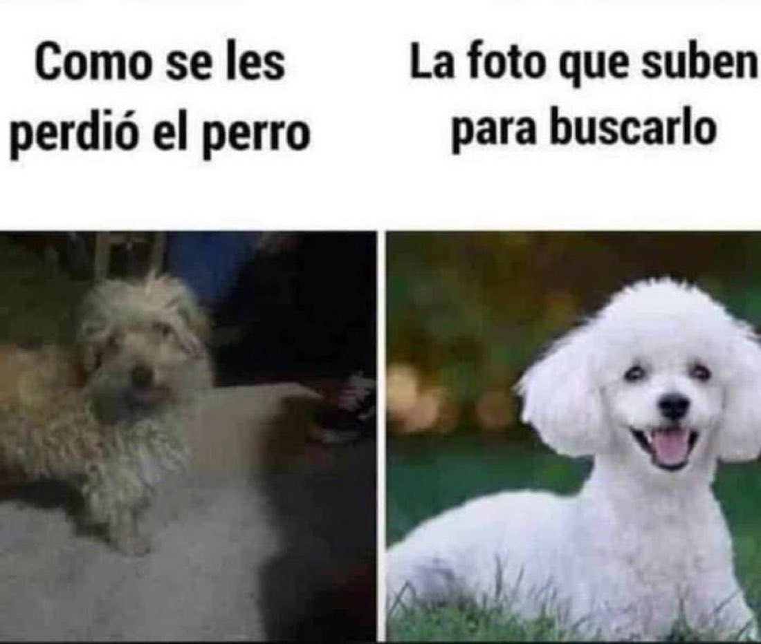 Todo lo que se pierde en la vida suele estar como el perrito de la izquierda, pero se suele recordar como el de la derecha.
La inconsciencia del descuido.
#FelizMiercolesATodos