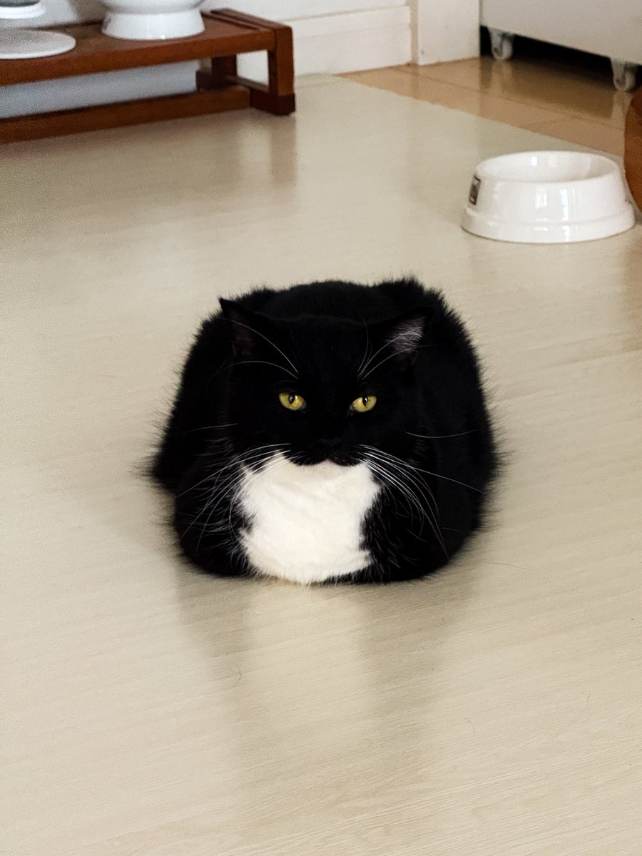 unicouniuni3's tweet image. Uni sometimes turns into a weird shape…