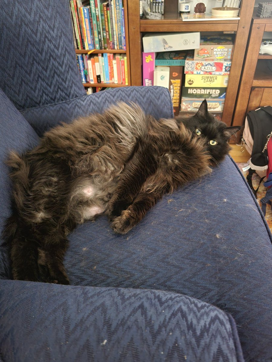 DebbStep19's tweet image. My cat plays hide and seek behind her own fluff.