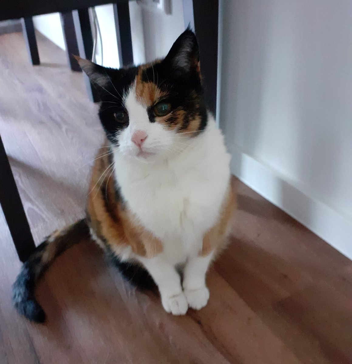 Wenn man sich im Urlaub auf zuhause freut, weil dort die kleine Madame wartet und dann die wohl schlimmste Nachricht am Morgen vor Abreise bekommt...mach es gut Pietzi, es zerreißt mich das ich nicht bei dir war als du viel zu früh gegangen bist. 💔🌈