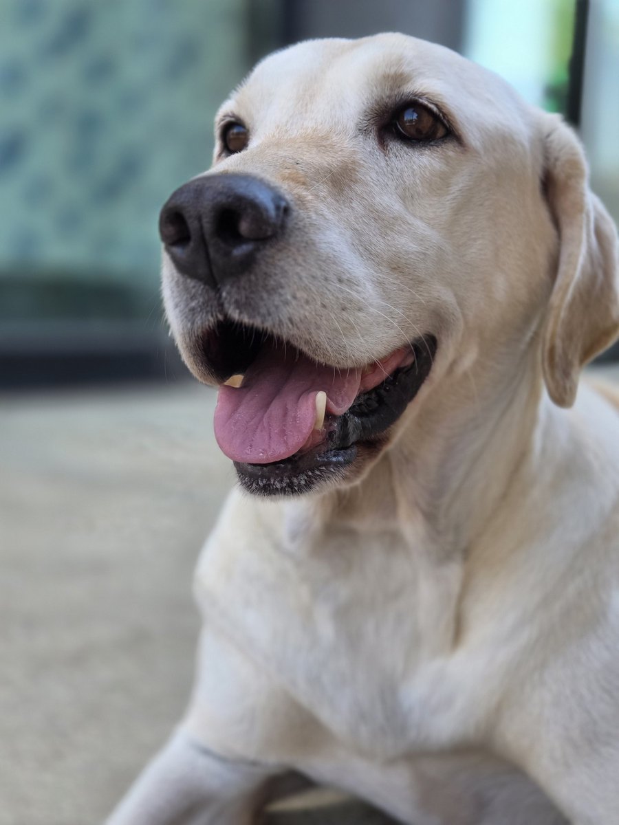 리트리버 송이가 27일 캐나다로 가게되었습니다 

시골 한 모텔 뒤. 허름한곳에 묶여
하루종일 사람이 그립던 송이
등에 염증성 커다란 혹을 달고
온몸이 꼬리피로 시뻘겋던 송이

함께 기뻐해주세요