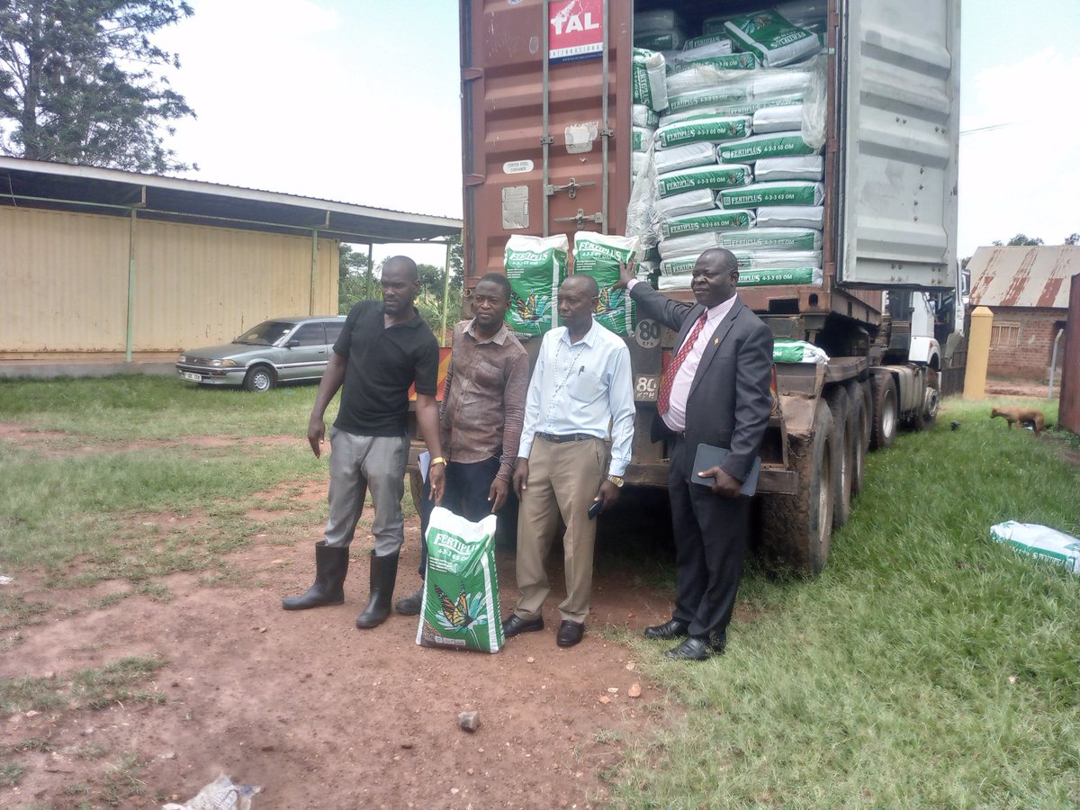 KayungaOfficial's tweet image. Kayunga District received 20,000 kgms of fertiplus Organic Fertilizer from ministry of agriculture under the coffee development department. 
Coffee farmers hosting practical training centers for Parish development model will be priotised from all over the district.