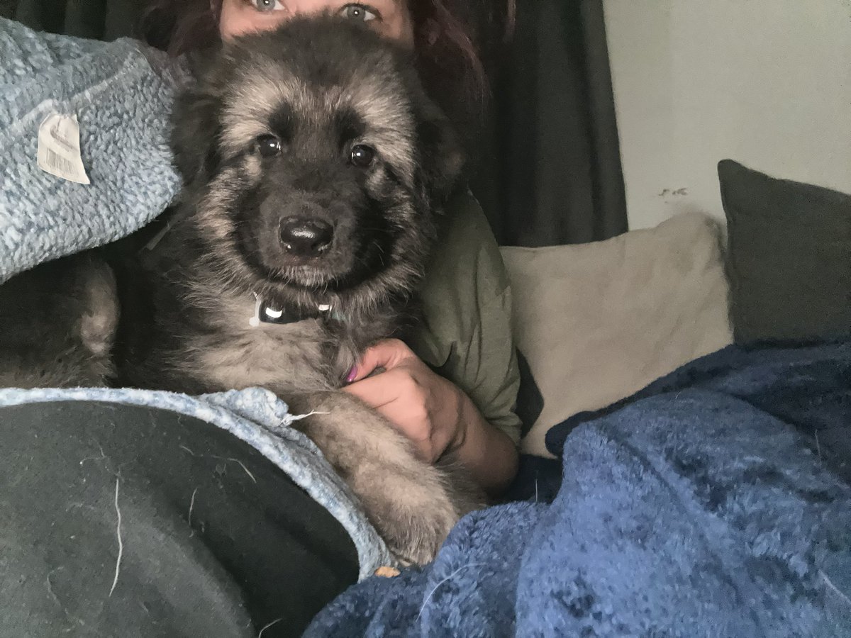 Sarah__Diane's tweet photo. Meet dende ❤️ https://t.co/Pbpo1lv8zk