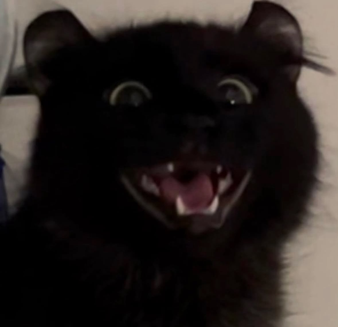 botmeowgi's tweet image. 