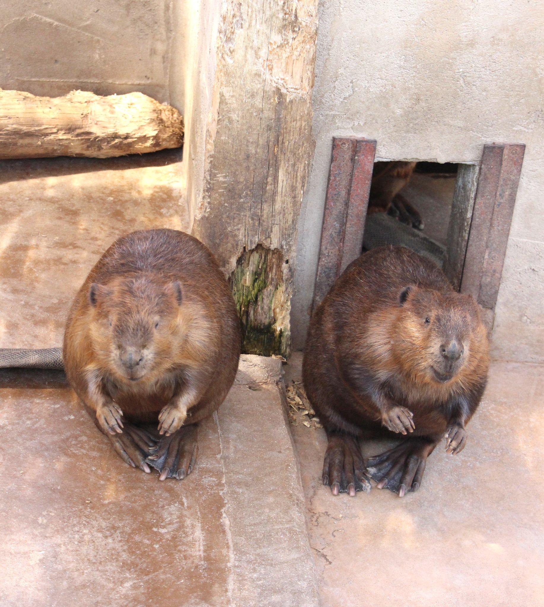 うえむー(飼育係) GEX 小型ハゼ飼育セット | チャーム