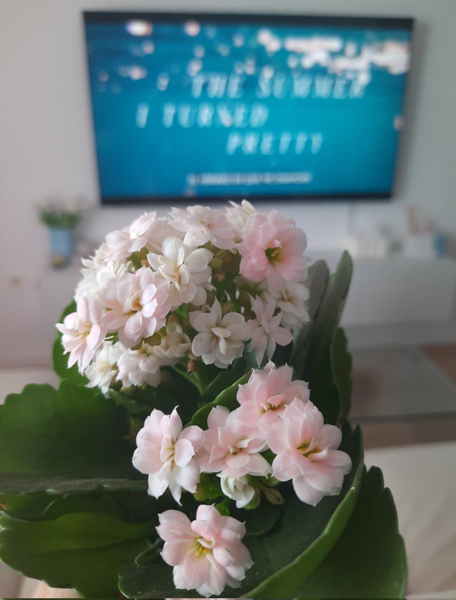 En esta casa hasta la kalanchoe está sufriendo el efecto Conrad. 
(Y no tengo pruebas pero tampoco dudas de que también es team antibelly).