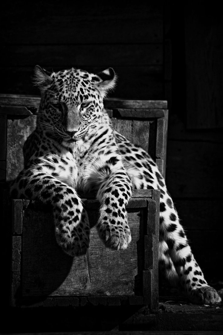 REX (@rexchillect) on Twitter photo 