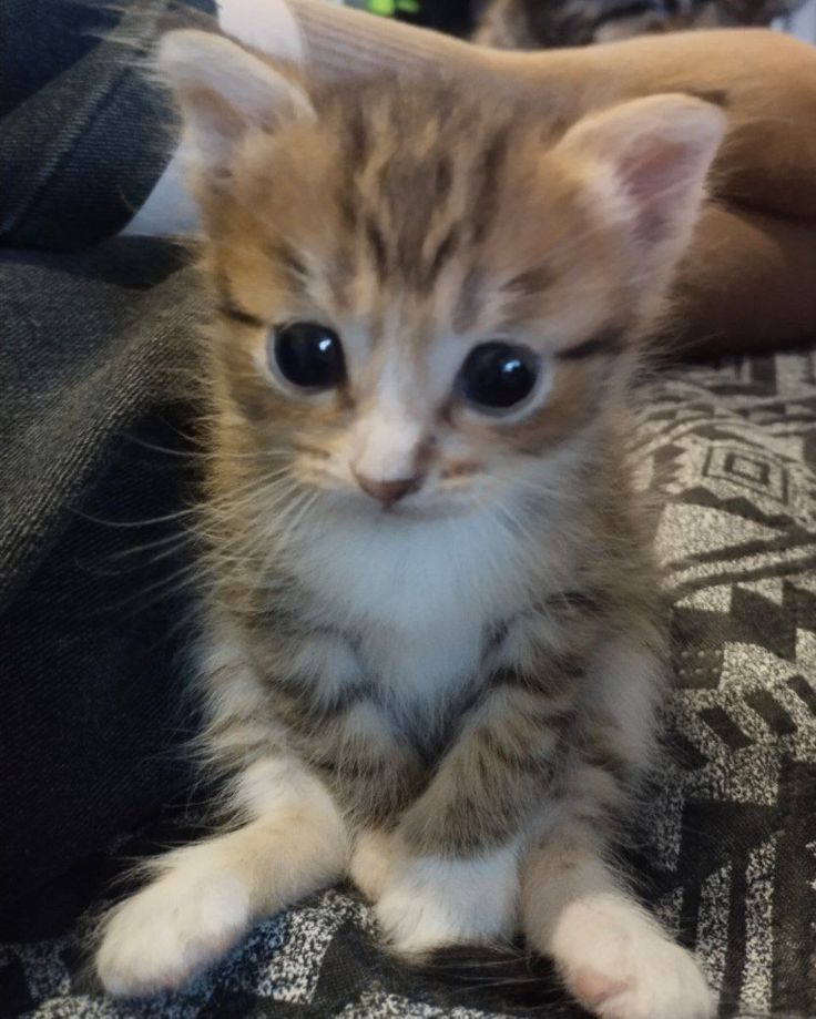 ThePetsX's tweet image. 