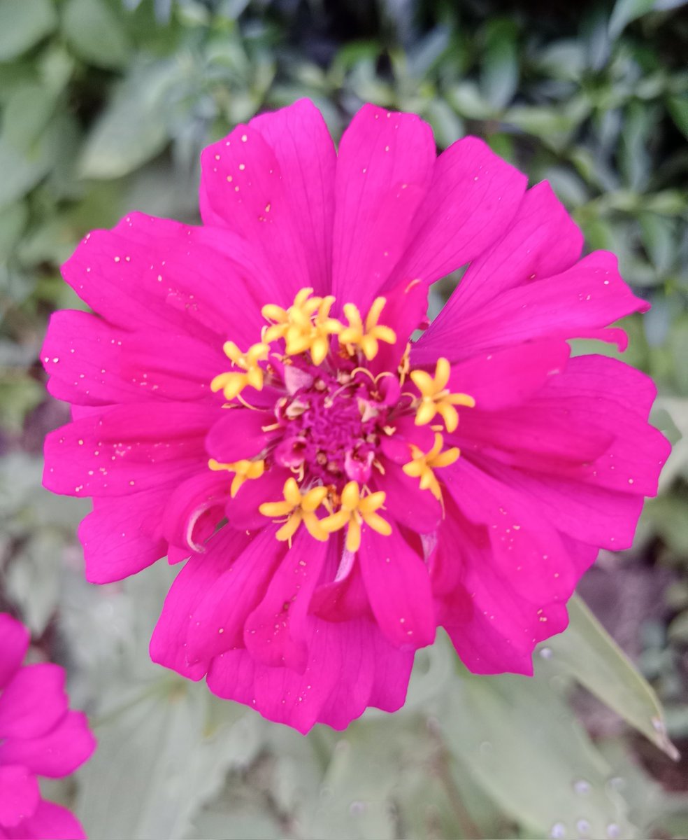 AKIMBO_888's tweet photo. #pinkonwednesday
#zinnia
A blessed ecstatic and brilliant pink on Wednesday to us all. ๐๐โ๏ธ๐๐
Keep hydrated. ๐ฐ
Stay safe everyone. ๐๐๐ค๐ซก๐ https://t.co/gZIzITqUna