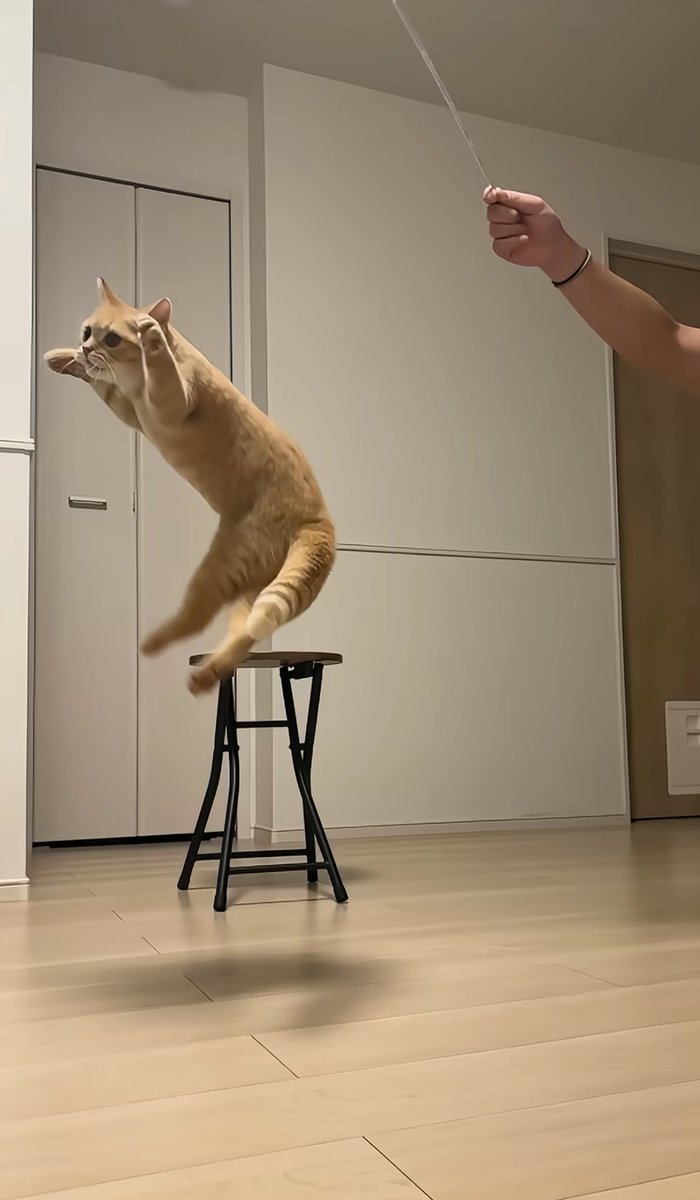 実家の猫元気？と母にラインしたら送られてきた写真見て