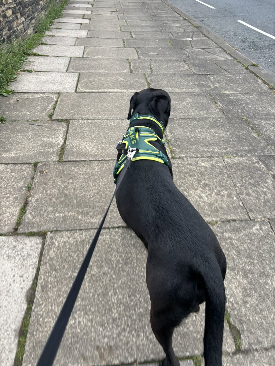 SHADOW_20_20's tweet photo. Forgot to post this morning - very happy boy on his way to doggy day care 🥰 think he’s glad of his routine again! 
#Dogsoftwitter https://t.co/fff8XgBobX