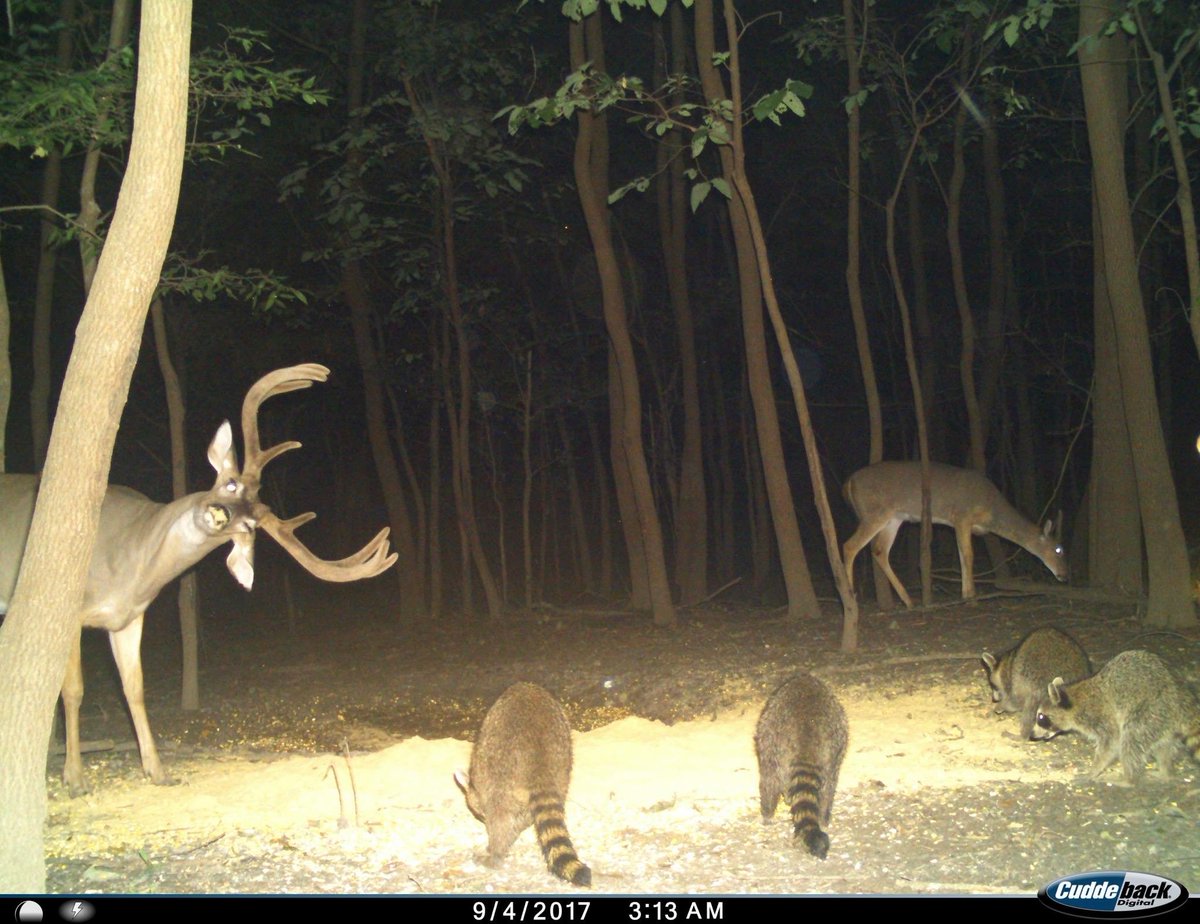 trailcam tweet media