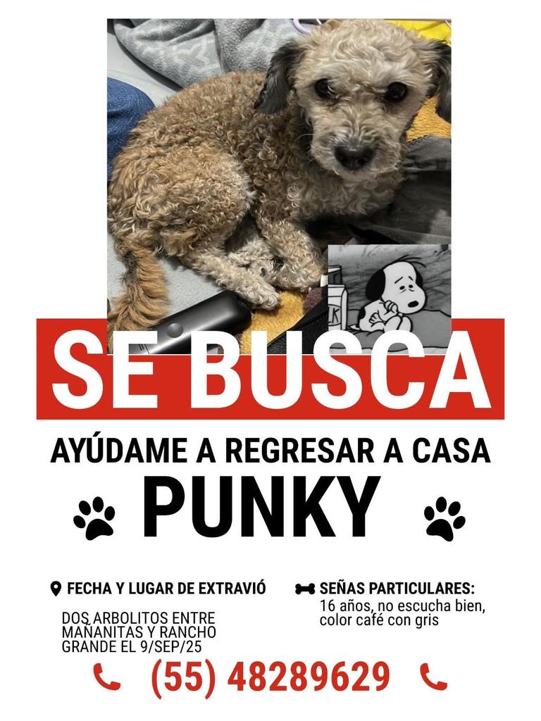 #comparte #extraviado #ayuda