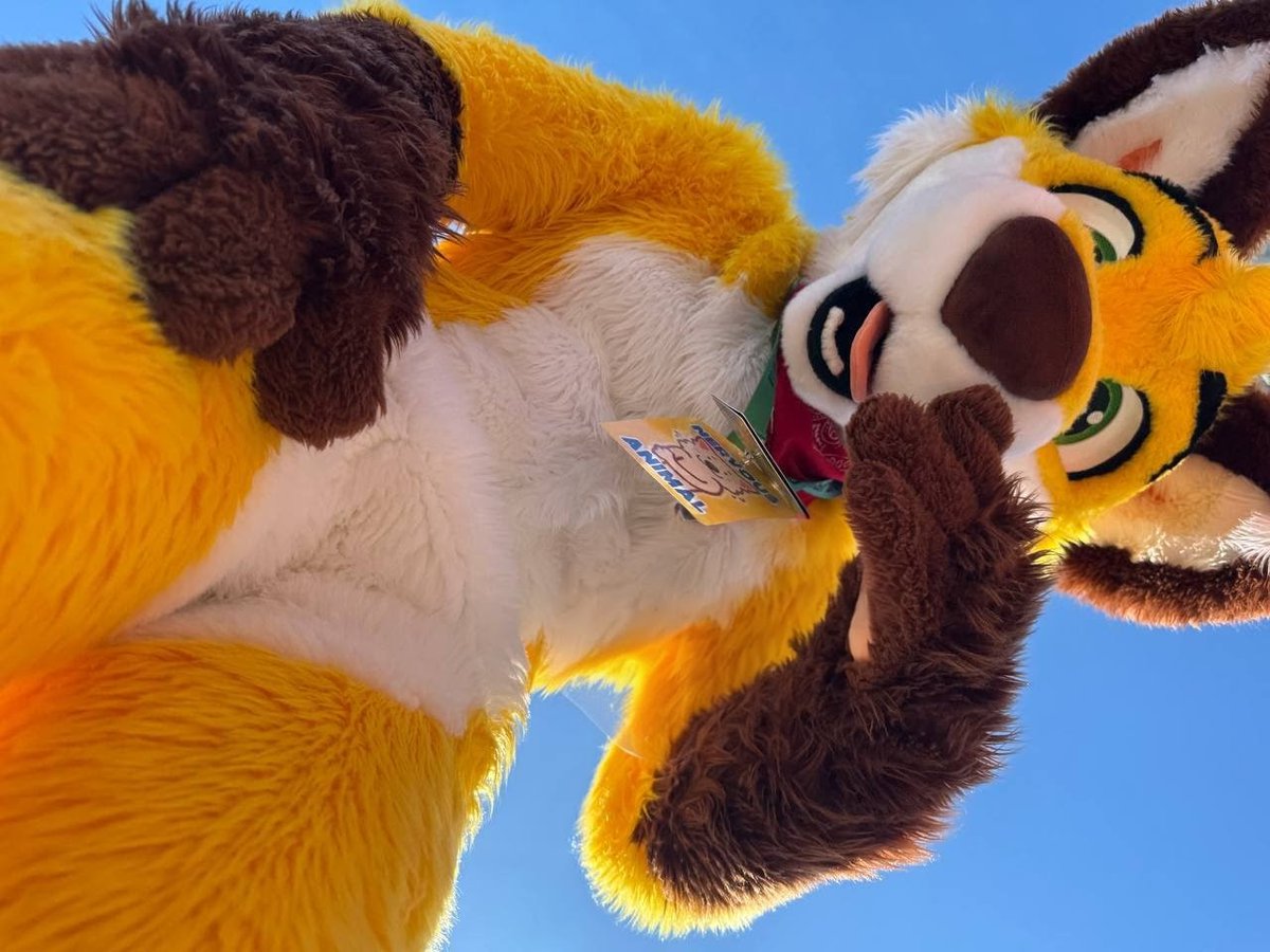 What are you doing down there? 🦊💛

📸 <a href="/BigCee/">Cee</a>