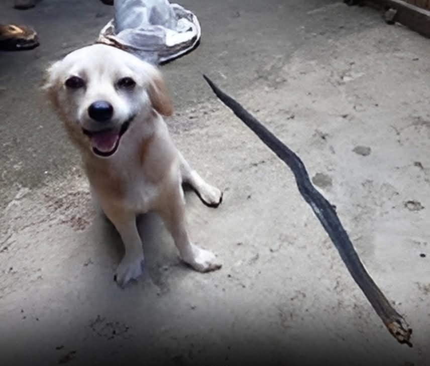 This brave pet dog saved its master from a poisonous snake by killing it.
Before leaving for its heavenly abode, the dog gave a final smile for its last picture. 🥺 RIP