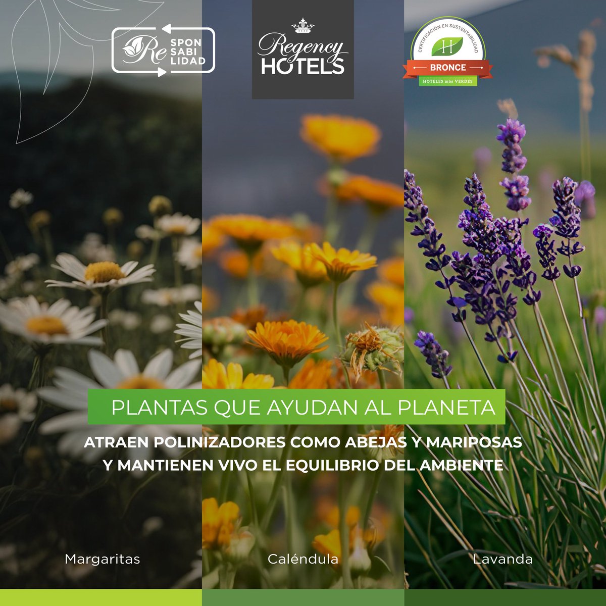 ¿Ya pensaste qué plantas podés sumar en tu casa esta primavera? 🌼🐝