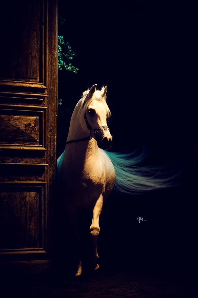 لا تصرخ بأنك موجُود.. من يُريدك سيرآك حتّى في الظّلام  ....