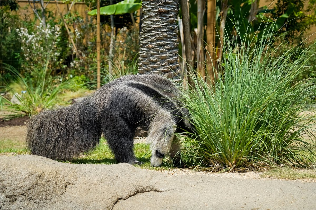 じわじわ好きになってきたやつ笑

#神戸どうぶつ王国 
#オオアリクイ