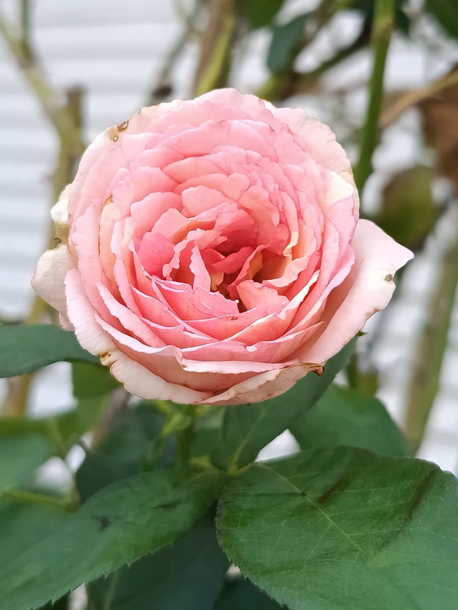 hanahana00324's tweet photo. バラ ペッシュボンボン
#delbard
#ペッシュボンボン https://t.co/tBBbdgE9f6
