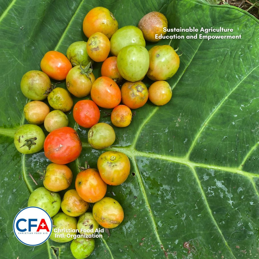 CFA_Intl's tweet image. Yesterday at St. John’s we weeded, taught students how to plant 🥒, and harvested a bounty of  Amaranthus, Jute, 🌽 Corn &amp;amp; 🍅 Tomatoes.
Farming involves learning, growth &amp;amp; reward. 💚

#SAEEProject #ChristianFoodAid #SamaritansPurse