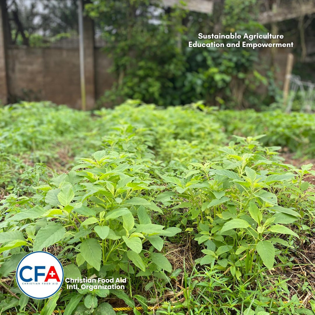 CFA_Intl's tweet image. Yesterday at St. John’s we weeded, taught students how to plant 🥒, and harvested a bounty of  Amaranthus, Jute, 🌽 Corn &amp;amp; 🍅 Tomatoes.
Farming involves learning, growth &amp;amp; reward. 💚

#SAEEProject #ChristianFoodAid #SamaritansPurse