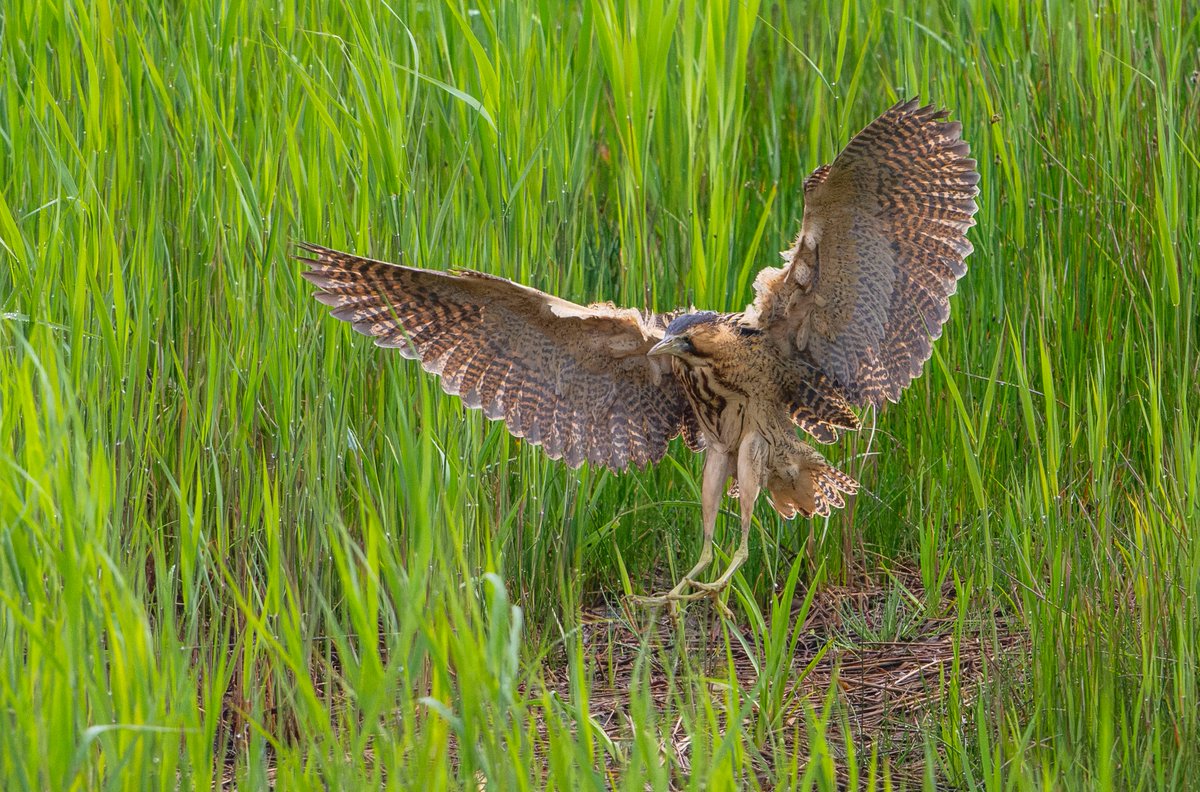 I had forgottern about this photo from May 2025 this year <a href="/RSPBMinsmere/">RSPB Minsmere 🌍</a> . This was taken as a Bittern came into land on the pool in front of Bittern hide. You can see the size of the wings and those long legs, such a big bird but still very elegant in flight. Beautiful Bitterns😊