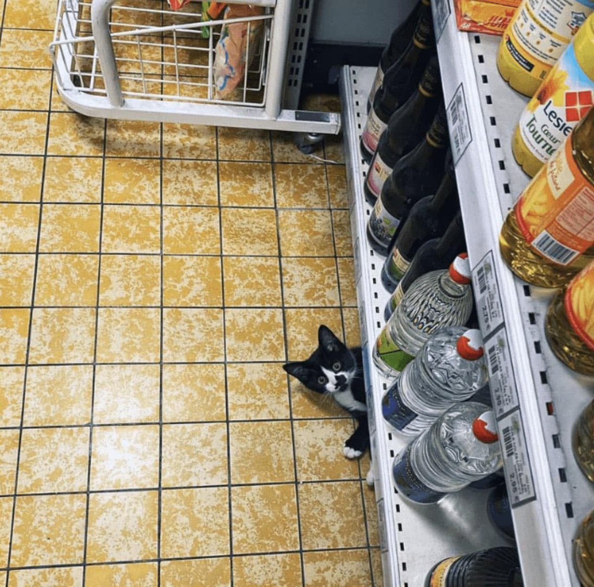 CatWorkers's tweet photo. Can I help you? https://t.co/3RoLmOLUJb