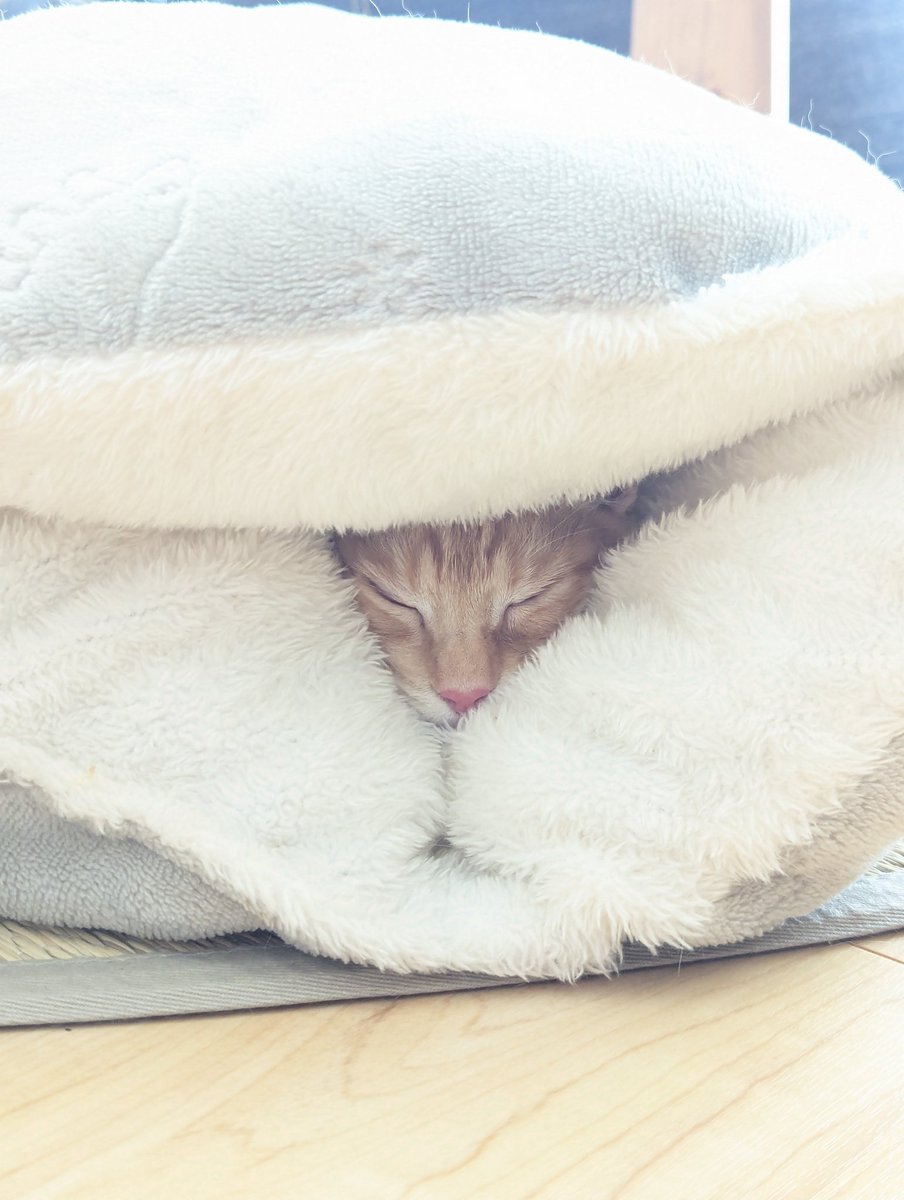 ヤマモト麺 tweet media