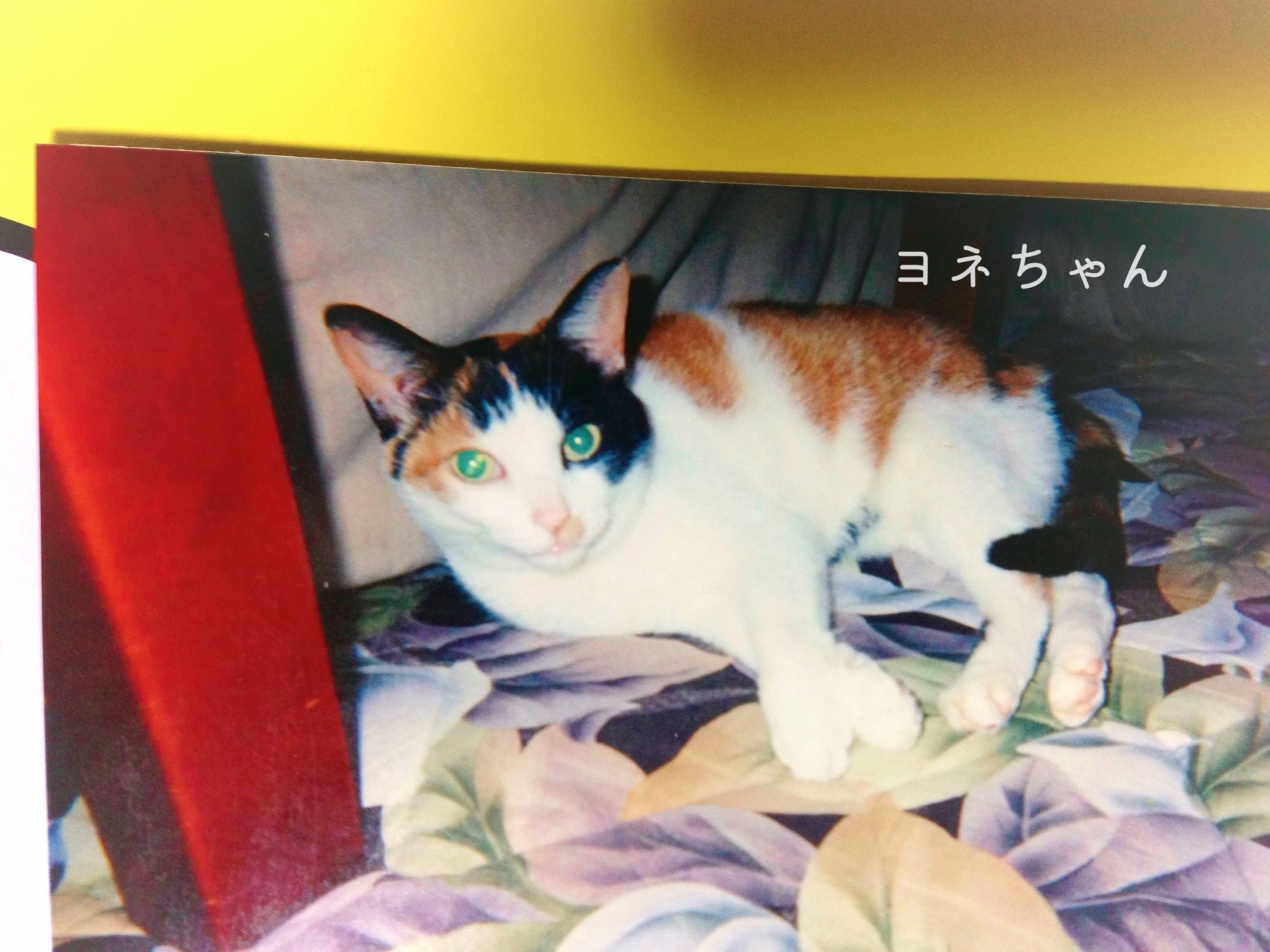 ウォシュレット！！！(三毛猫) 横顔 #kiyoko #三毛猫 #三毛猫部 #cat #catsofinstagram