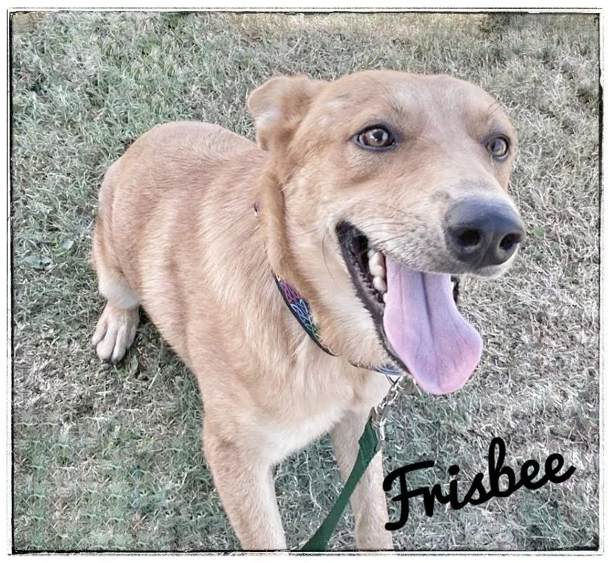 🆘️‼️🚨FRISBEE #A383138 2yo
48lbs of pure DOGGIE love in that little golden haired body! This little guy has a insatiable ZEST for life. 

We are DESPERATE for Boarding Funds. Plz PLEDGE here to help.

You can STILL adopt Frisbee at CORPUS CHRISTI AC 📞 361-826-4630