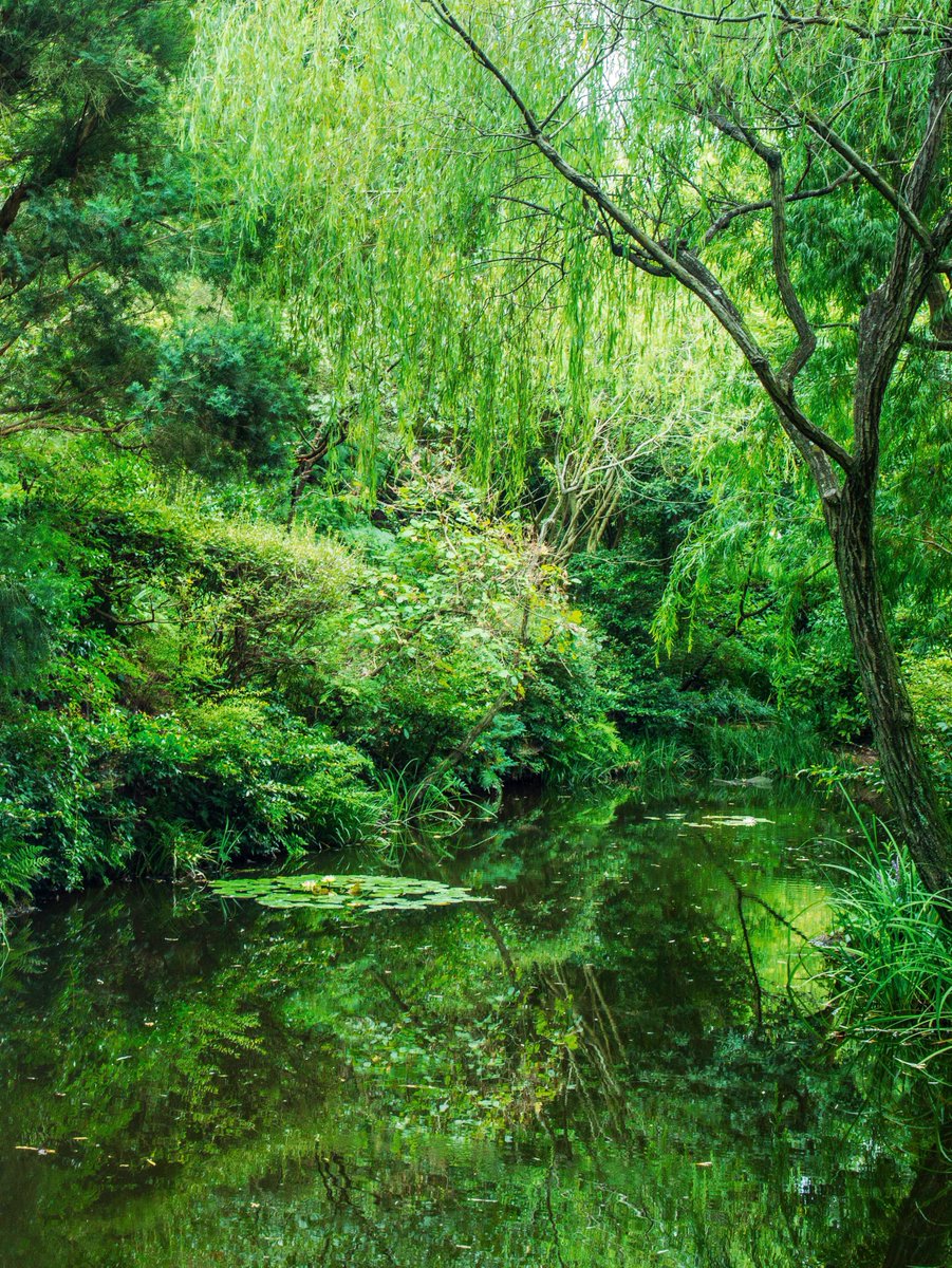 モネの世界のように睡蓮の浮く美しい風景。